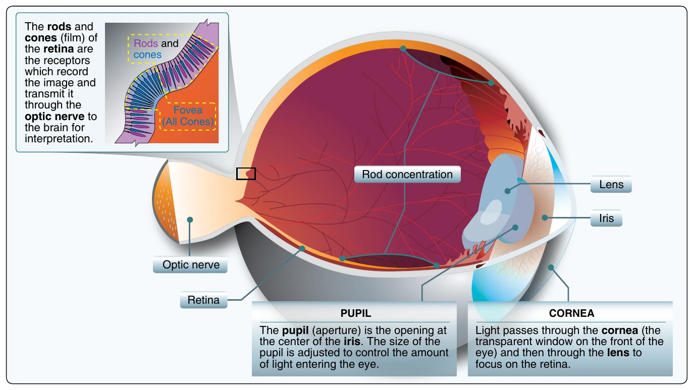 Figure 12-3. The human eye.
