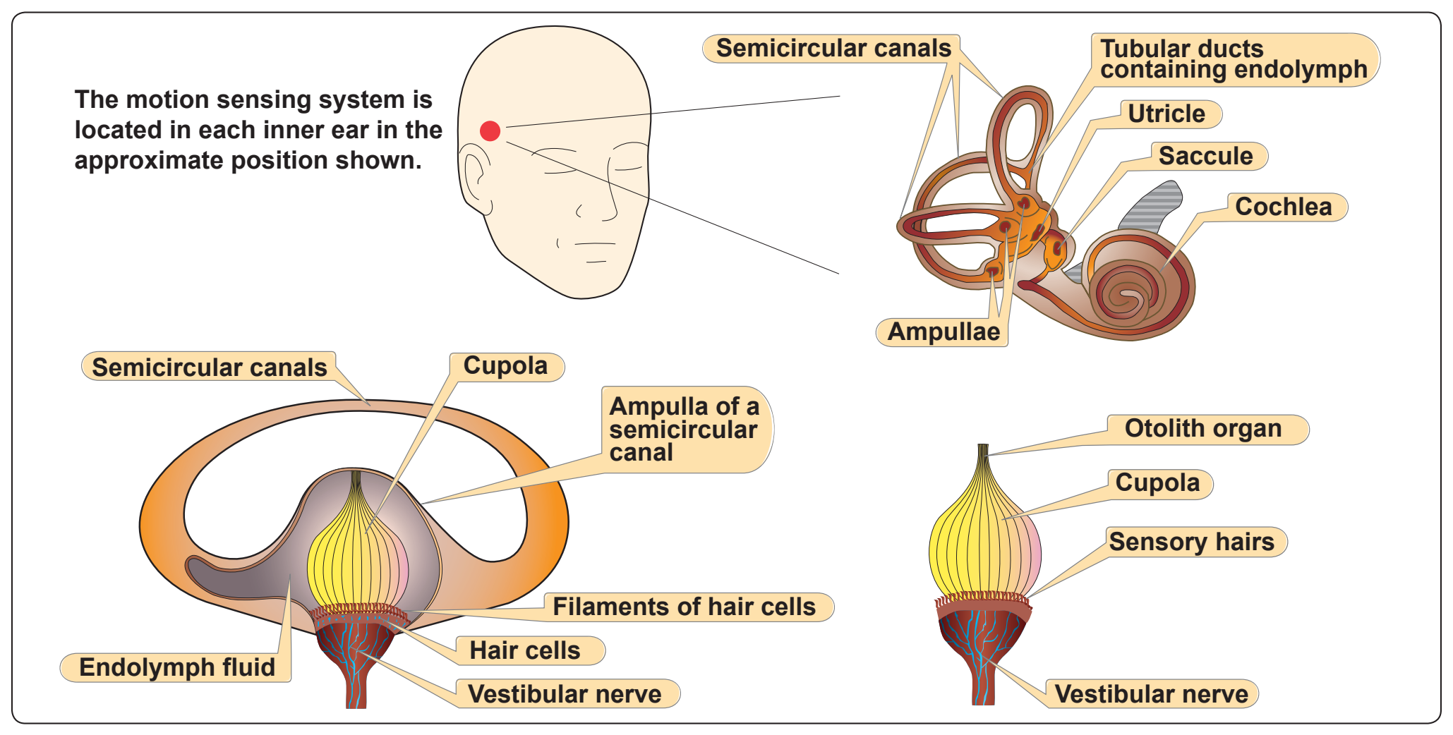 Figure 3-3. Inner ear orientation.