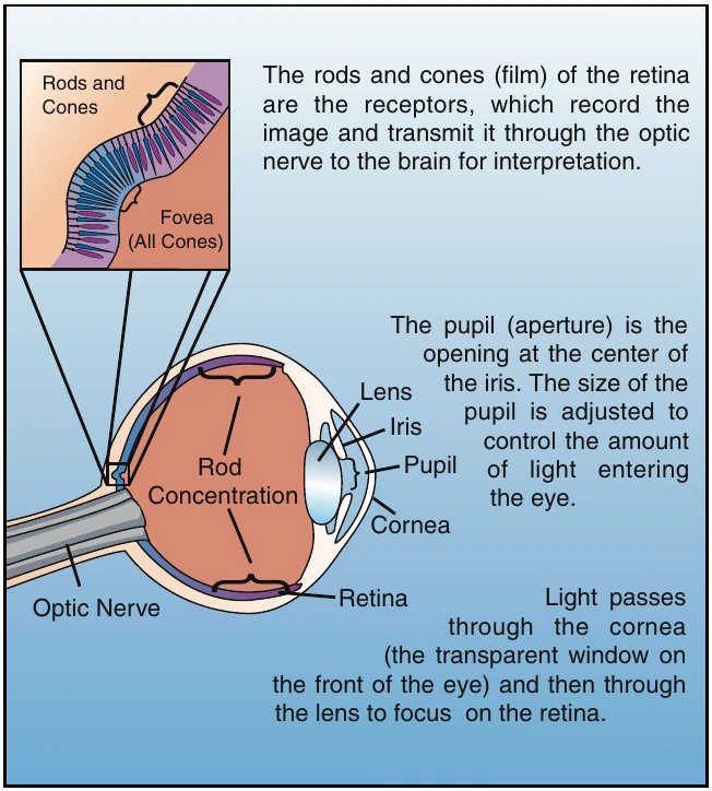 Figure 13-1. A camera is able to focus on near and far objects by changing the distance between the lens and the film. You can see objects clearly at various distances because the shape of your eye’s lens is changed automatically by small muscles.