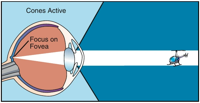 Figure 13-3. The best vision in daylight is obtained by looking directly at the object. This focuses the image on the fovea, where detail is best seen.