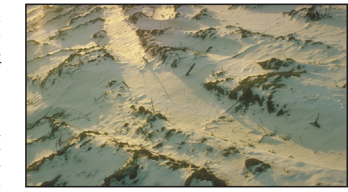Figure 7-6. Tundra.